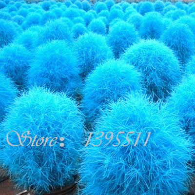 100 pcs Grass seeds Perennial  Grass Burning Bush Kochia Scoparia Seeds Red Garden Ornamental Free Shipping