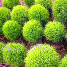 100 pcs Grass seeds Perennial  Grass Burning Bush Kochia Scoparia Seeds Red Garden Ornamental Free Shipping