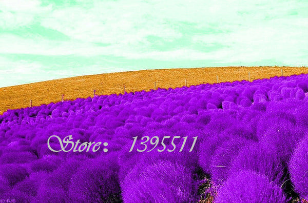 100 pcs Grass seeds Perennial  Grass Burning Bush Kochia Scoparia Seeds Red Garden Ornamental Free Shipping