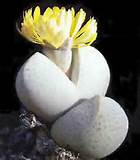 200/bag Mix Succulent seeds lotus Lithops Pseudotruncatella Bonsai plants Seeds for home & garden Flower pots planters