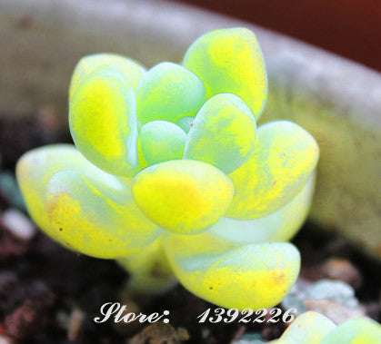 200/bag Mix Succulent seeds lotus Lithops Pseudotruncatella Bonsai plants Seeds for home & garden Flower pots planters