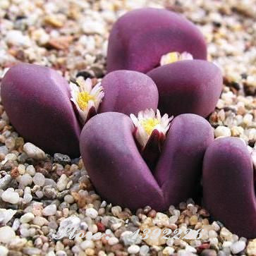 200/bag Mix Succulent seeds lotus Lithops Pseudotruncatella Bonsai plants Seeds for home & garden Flower pots planters