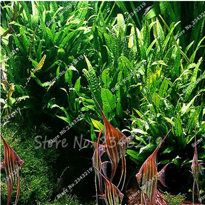 1000 Pcs/bag Mini Dwarf Pearl Plants Aquarium Grass Seeds Fish Tank Decoration Ornamental Aquatic Plants Seeds for home garden