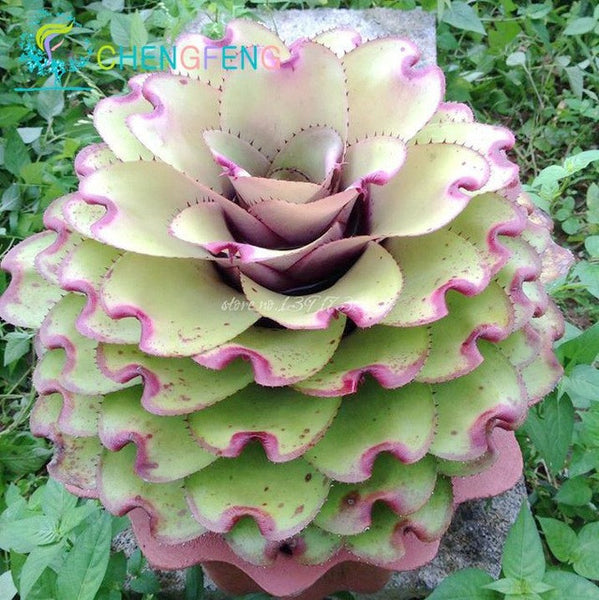 300/bag Mix Succulent Seeds Lotus Lithops Pseudotruncatella Bonsai Plants Seeds For Home & Garden Flower Pots Planters Sementes