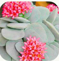 300/bag Mix Succulent Seeds Lotus Lithops Pseudotruncatella Bonsai Plants Seeds For Home & Garden Flower Pots Planters Sementes
