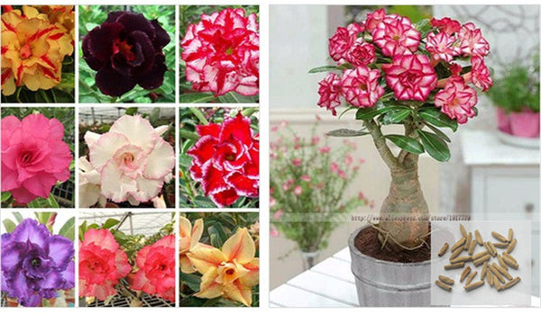 100% true Desert Rose Seeds Ornamental Plants Balcony Bonsai Potted Flowers Seeds Adenium Obesum Seed - 5 Particles / lot