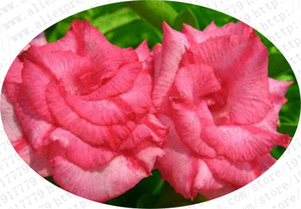 100% true Desert Rose Seeds Ornamental Plants Balcony Bonsai Potted Flowers Seeds Adenium Obesum Seed - 5 Particles / lot