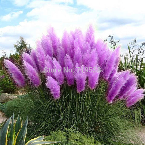 100pcs New Rare Impressive Purple Pampas Grass Seeds Ornamental home garden Plants Flowers seeds Cortaderia Selloana  bonsai pot