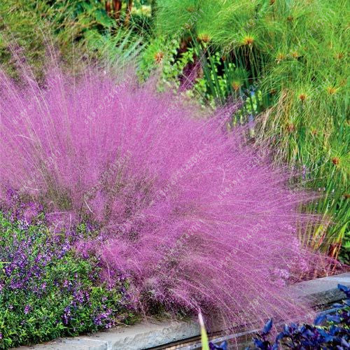 100 mix Fescue Grass Seeds - (Festuca glauca) perennial hardy ornamental grass so easy to grow grass for home garden