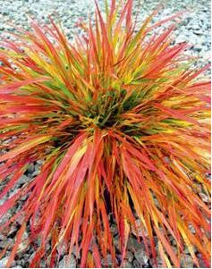 100 mix Fescue Grass Seeds - (Festuca glauca) perennial hardy ornamental grass so easy to grow grass for home garden