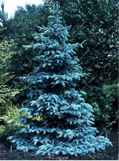 30Pcs Yellow/Blue Spruce Seeds Tree Seeds Rare Evergreen Colorado PICEA PUNGENS GLAUCA Flower Pot Planters For Home Garden Decor