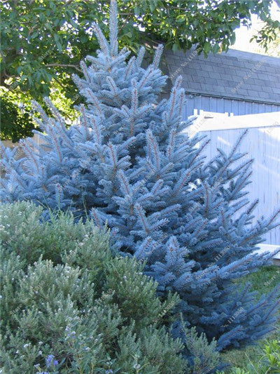 30Pcs Yellow/Blue Spruce Seeds Tree Seeds Rare Evergreen Colorado PICEA PUNGENS GLAUCA Flower Pot Planters For Home Garden Decor