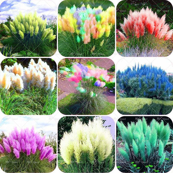 500pcs/bag pampas garss,pampas seeds,pampas grass plant,Ornamental Plant Flowers Cortaderia Selloana Grass Seeds for home garden