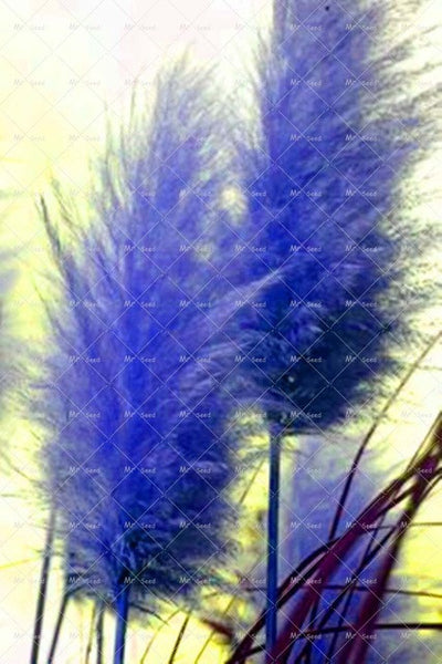 500pcs/bag pampas garss,pampas seeds,pampas grass plant,Ornamental Plant Flowers Cortaderia Selloana Grass Seeds for home garden