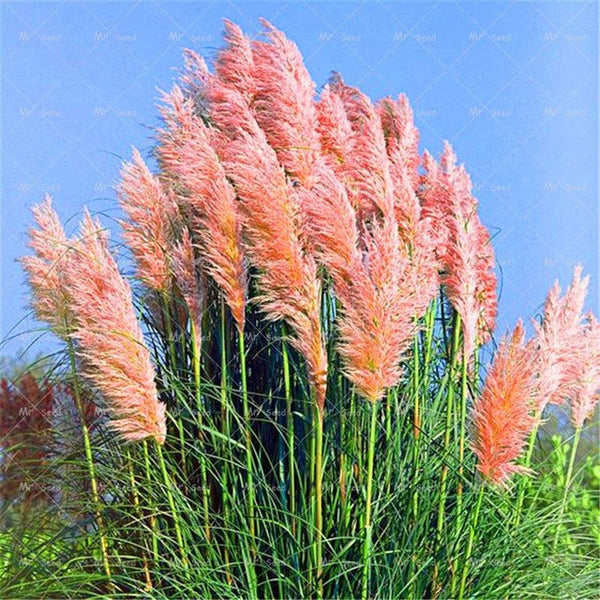 500pcs/bag pampas garss,pampas seeds,pampas grass plant,Ornamental Plant Flowers Cortaderia Selloana Grass Seeds for home garden