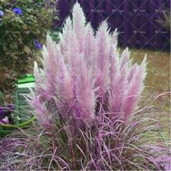 500pcs/bag pampas garss,pampas seeds,pampas grass plant,Ornamental Plant Flowers Cortaderia Selloana Grass Seeds for home garden