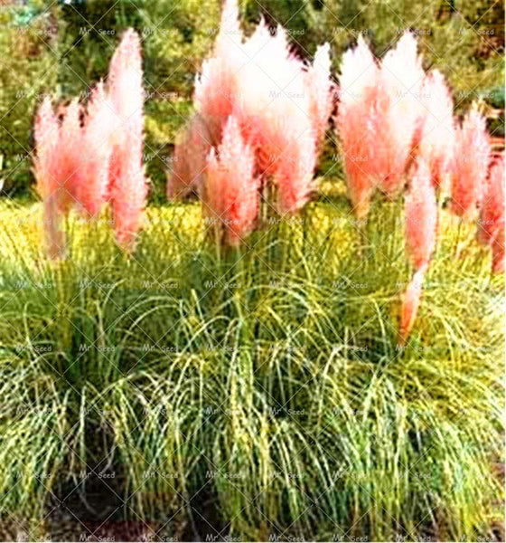 500pcs/bag pampas garss,pampas seeds,pampas grass plant,Ornamental Plant Flowers Cortaderia Selloana Grass Seeds for home garden