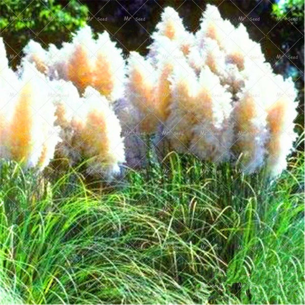 500pcs/bag pampas garss,pampas seeds,pampas grass plant,Ornamental Plant Flowers Cortaderia Selloana Grass Seeds for home garden