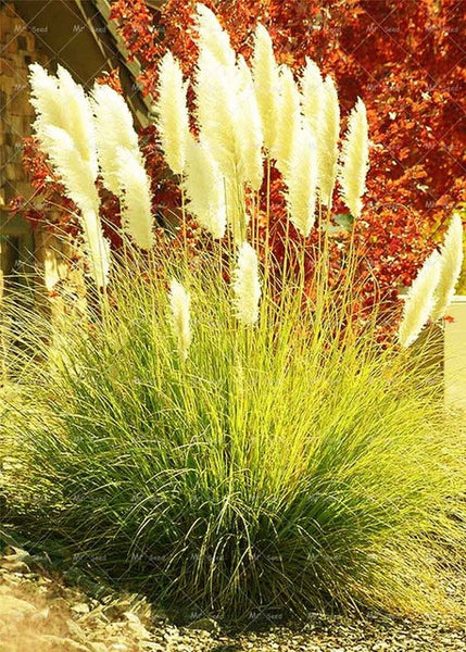 500pcs/bag pampas garss,pampas seeds,pampas grass plant,Ornamental Plant Flowers Cortaderia Selloana Grass Seeds for home garden