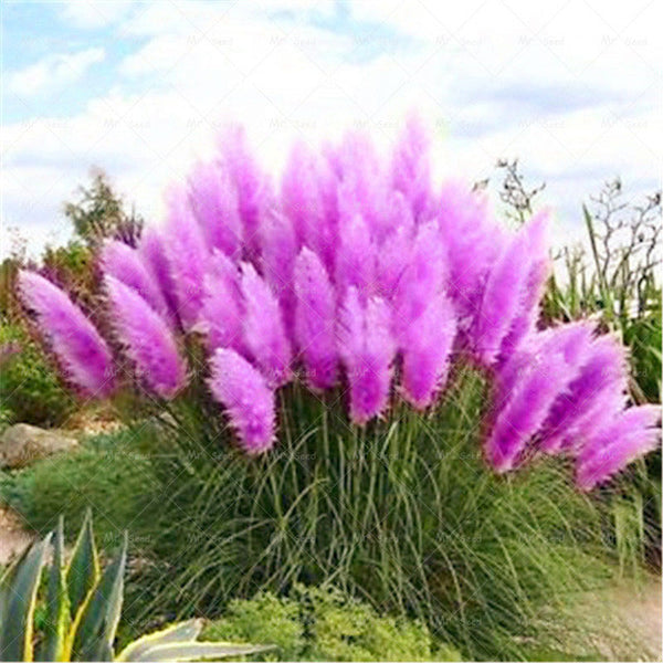 500pcs/bag pampas garss,pampas seeds,pampas grass plant,Ornamental Plant Flowers Cortaderia Selloana Grass Seeds for home garden