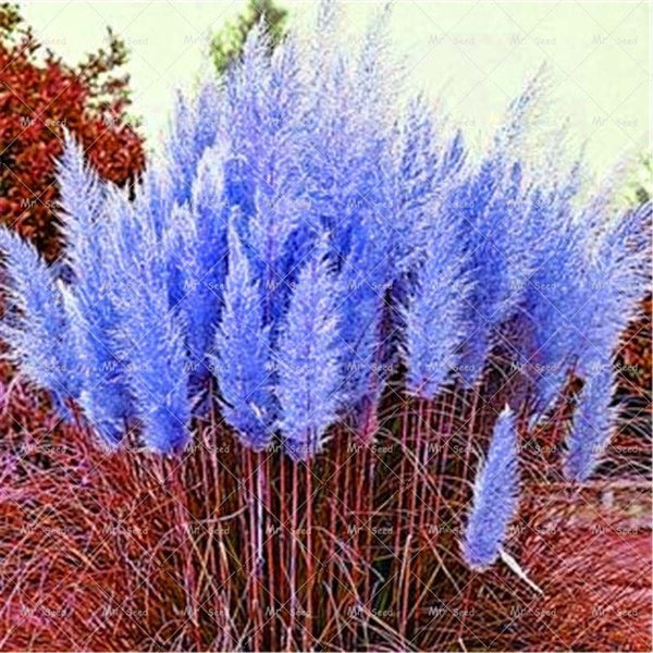 500pcs/bag pampas garss,pampas seeds,pampas grass plant,Ornamental Plant Flowers Cortaderia Selloana Grass Seeds for home garden