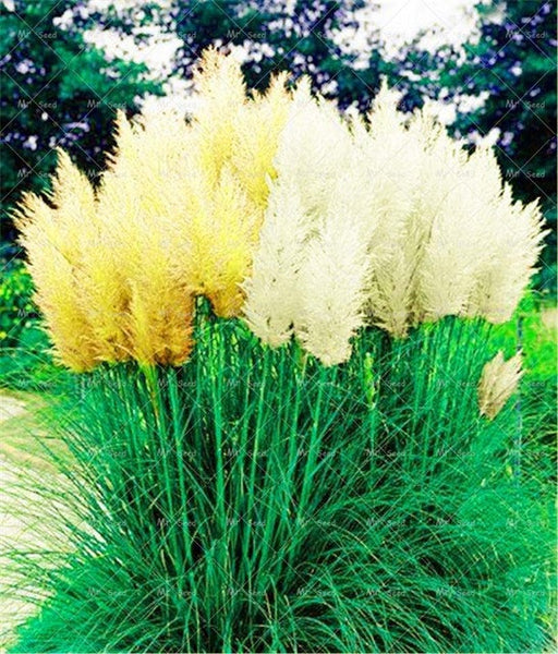 500pcs/bag pampas garss,pampas seeds,pampas grass plant,Ornamental Plant Flowers Cortaderia Selloana Grass Seeds for home garden