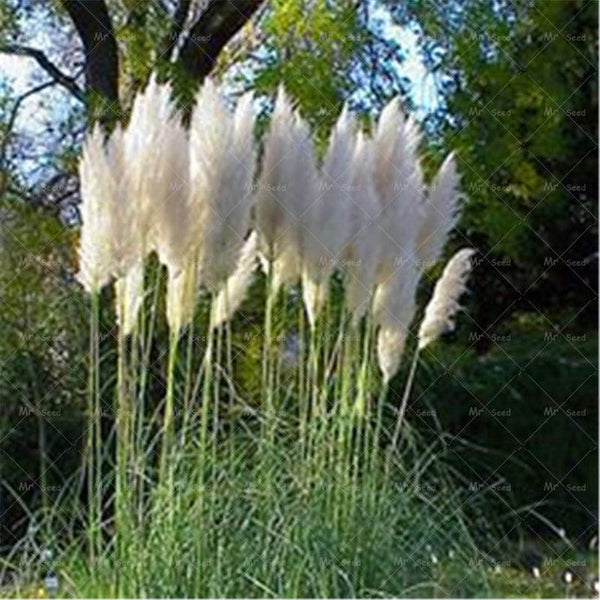 500pcs/bag pampas garss,pampas seeds,pampas grass plant,Ornamental Plant Flowers Cortaderia Selloana Grass Seeds for home garden