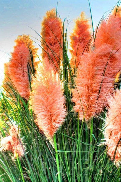 500pcs/bag pampas garss,pampas seeds,pampas grass plant,Ornamental Plant Flowers Cortaderia Selloana Grass Seeds for home garden