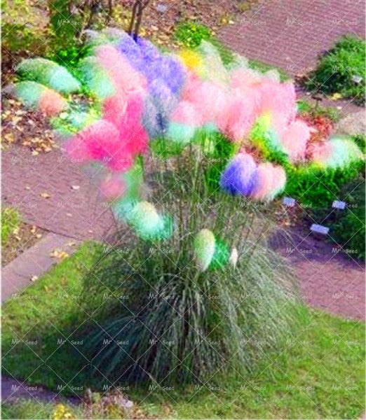 500pcs/bag pampas garss,pampas seeds,pampas grass plant,Ornamental Plant Flowers Cortaderia Selloana Grass Seeds for home garden