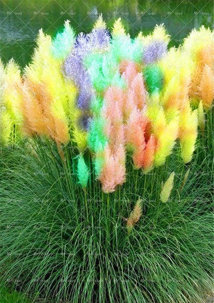 500pcs/bag pampas garss,pampas seeds,pampas grass plant,Ornamental Plant Flowers Cortaderia Selloana Grass Seeds for home garden