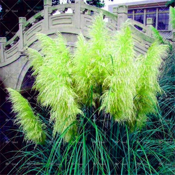 500pcs/bag pampas garss,pampas seeds,pampas grass plant,Ornamental Plant Flowers Cortaderia Selloana Grass Seeds for home garden