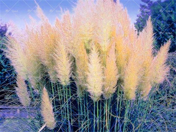 500pcs/bag pampas garss,pampas seeds,pampas grass plant,Ornamental Plant Flowers Cortaderia Selloana Grass Seeds for home garden