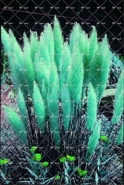 500pcs/bag pampas garss,pampas seeds,pampas grass plant,Ornamental Plant Flowers Cortaderia Selloana Grass Seeds for home garden