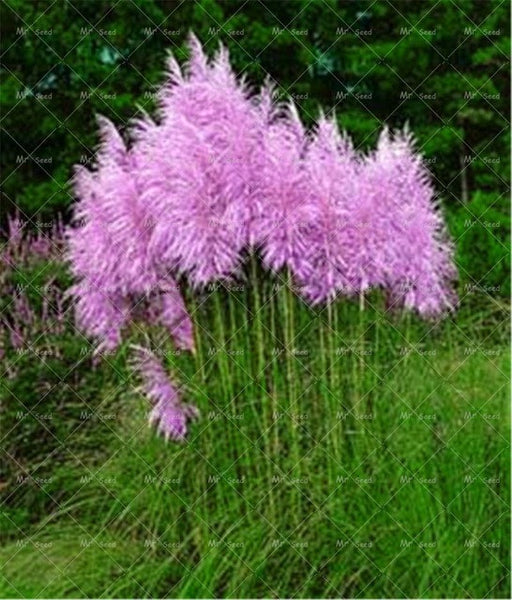 500pcs/bag pampas garss,pampas seeds,pampas grass plant,Ornamental Plant Flowers Cortaderia Selloana Grass Seeds for home garden