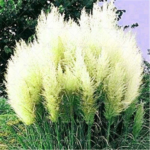 500pcs/bag pampas garss,pampas seeds,pampas grass plant,Ornamental Plant Flowers Cortaderia Selloana Grass Seeds for home garden