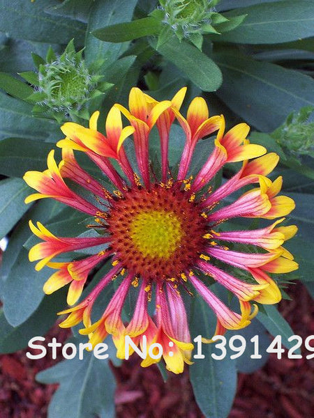 New 40pcs/bag 24 colors sunflower seeds Organic Helianthus annuus seeds ornamental flower seed sunflower paint for home garden