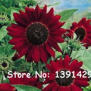New 40pcs/bag 24 colors sunflower seeds Organic Helianthus annuus seeds ornamental flower seed sunflower paint for home garden