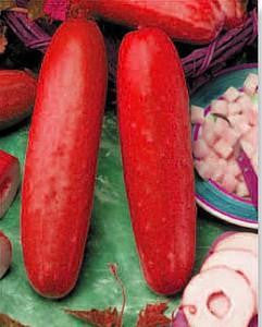 100/bag red cucumber seeds Fruit Vegetables Seeds Free Shipping flower pots planters
