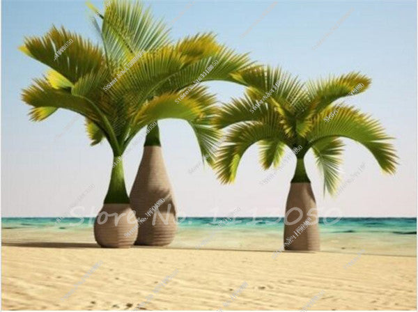 20 Pcs/bag Bottle Palm Seeds Exotic Plants Tree Bonsai Pots Planters Tropical Ornamental Balcony for Home & Garden Decoration