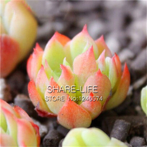 100 PCS Flower Pots Planters Mix Stone Flower Seeds Lithops Pseudotruncatella Bonsai Plants Seeds For Home & Garden