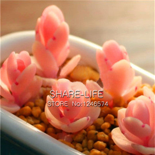 100 PCS Flower Pots Planters Mix Stone Flower Seeds Lithops Pseudotruncatella Bonsai Plants Seeds For Home & Garden