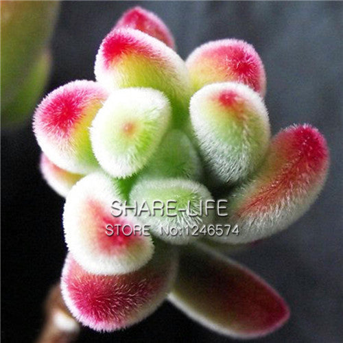 100 PCS Flower Pots Planters Mix Stone Flower Seeds Lithops Pseudotruncatella Bonsai Plants Seeds For Home & Garden