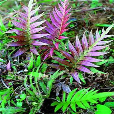 100pcs 24 kinds Garden Fern Seeds Rare Creeper Vines Grass Mixed Foliage Plants Bonsai Exotic Plant for Flower Pots Planters