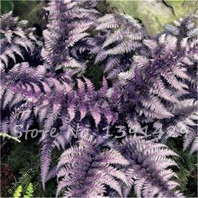 100pcs 24 kinds Garden Fern Seeds Rare Creeper Vines Grass Mixed Foliage Plants Bonsai Exotic Plant for Flower Pots Planters