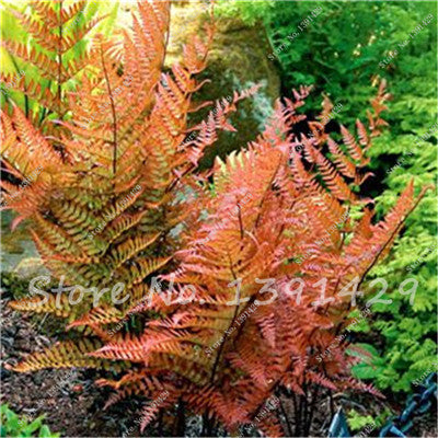 100pcs 24 kinds Garden Fern Seeds Rare Creeper Vines Grass Mixed Foliage Plants Bonsai Exotic Plant for Flower Pots Planters