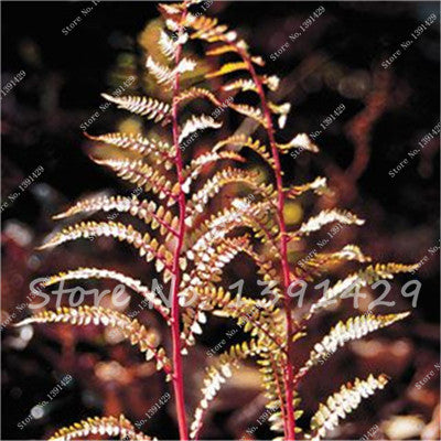 100pcs 24 kinds Garden Fern Seeds Rare Creeper Vines Grass Mixed Foliage Plants Bonsai Exotic Plant for Flower Pots Planters