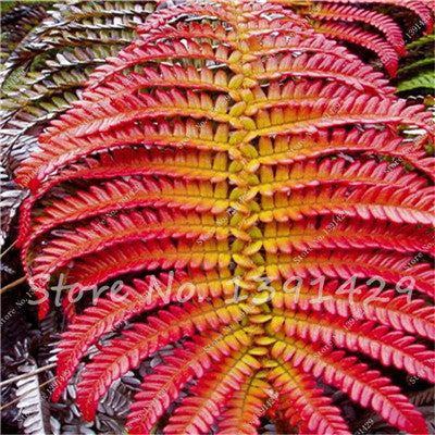 100pcs 24 kinds Garden Fern Seeds Rare Creeper Vines Grass Mixed Foliage Plants Bonsai Exotic Plant for Flower Pots Planters