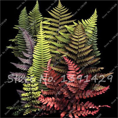 100pcs 24 kinds Garden Fern Seeds Rare Creeper Vines Grass Mixed Foliage Plants Bonsai Exotic Plant for Flower Pots Planters