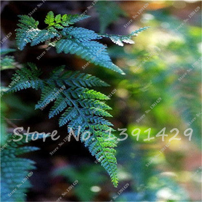 100pcs 24 kinds Garden Fern Seeds Rare Creeper Vines Grass Mixed Foliage Plants Bonsai Exotic Plant for Flower Pots Planters