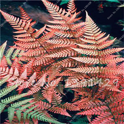 100pcs 24 kinds Garden Fern Seeds Rare Creeper Vines Grass Mixed Foliage Plants Bonsai Exotic Plant for Flower Pots Planters